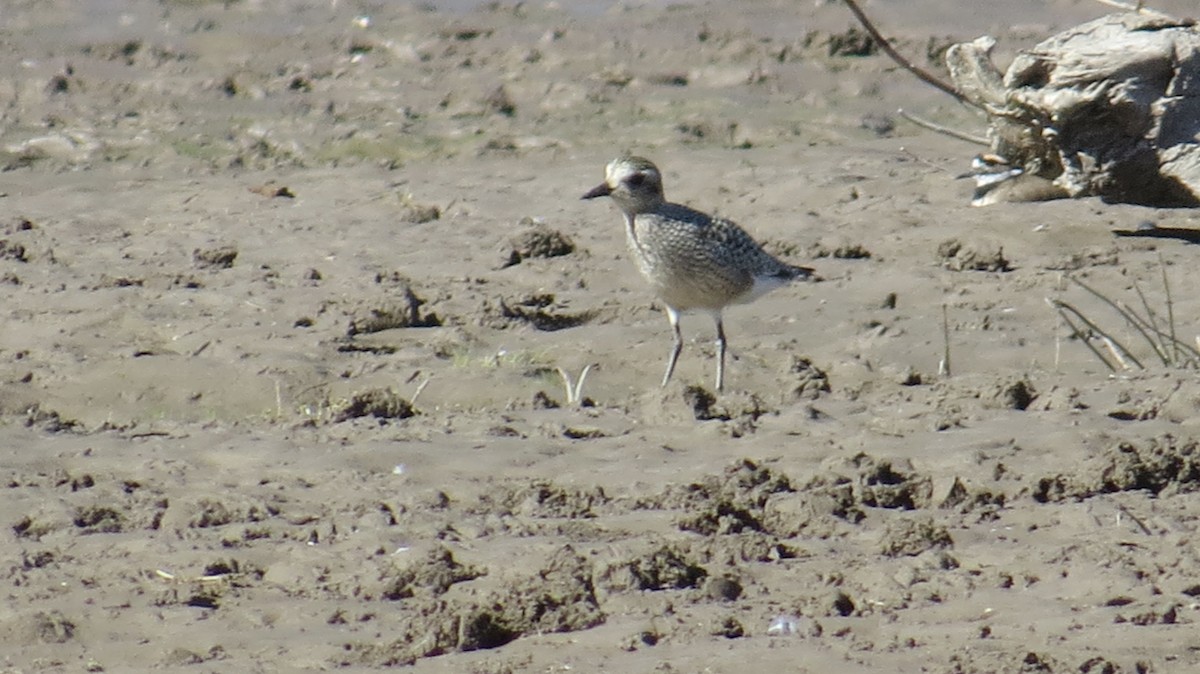 American Golden-Plover - ML372175871