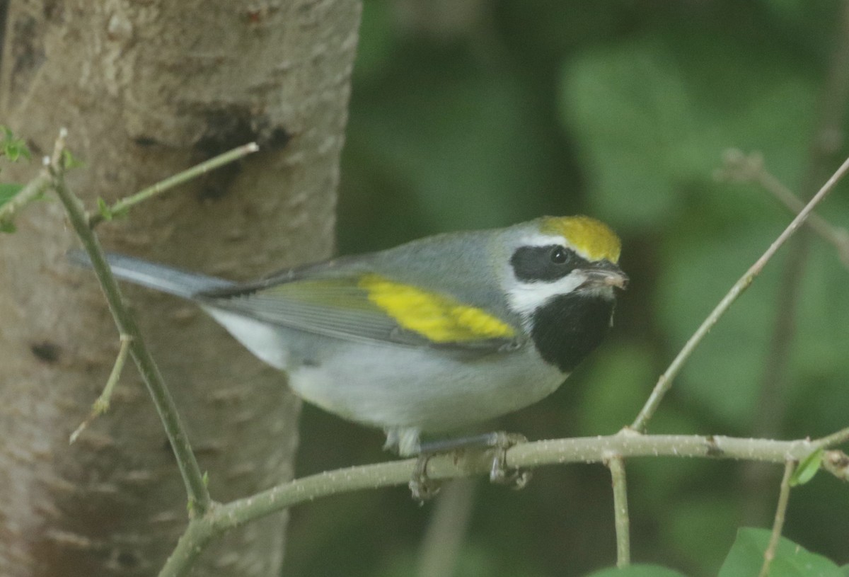 Golden-winged Warbler - ML372177301