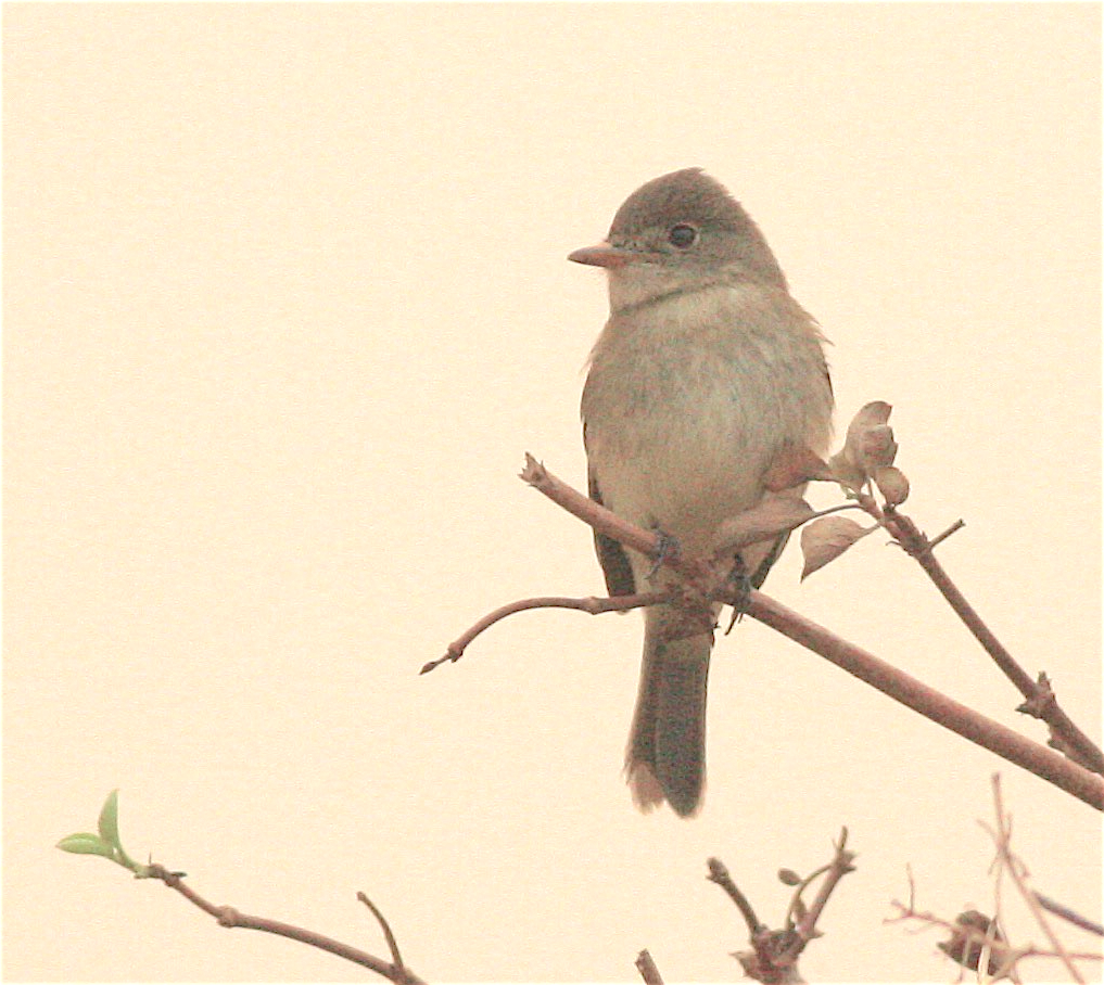 Willow Flycatcher - ML372177441