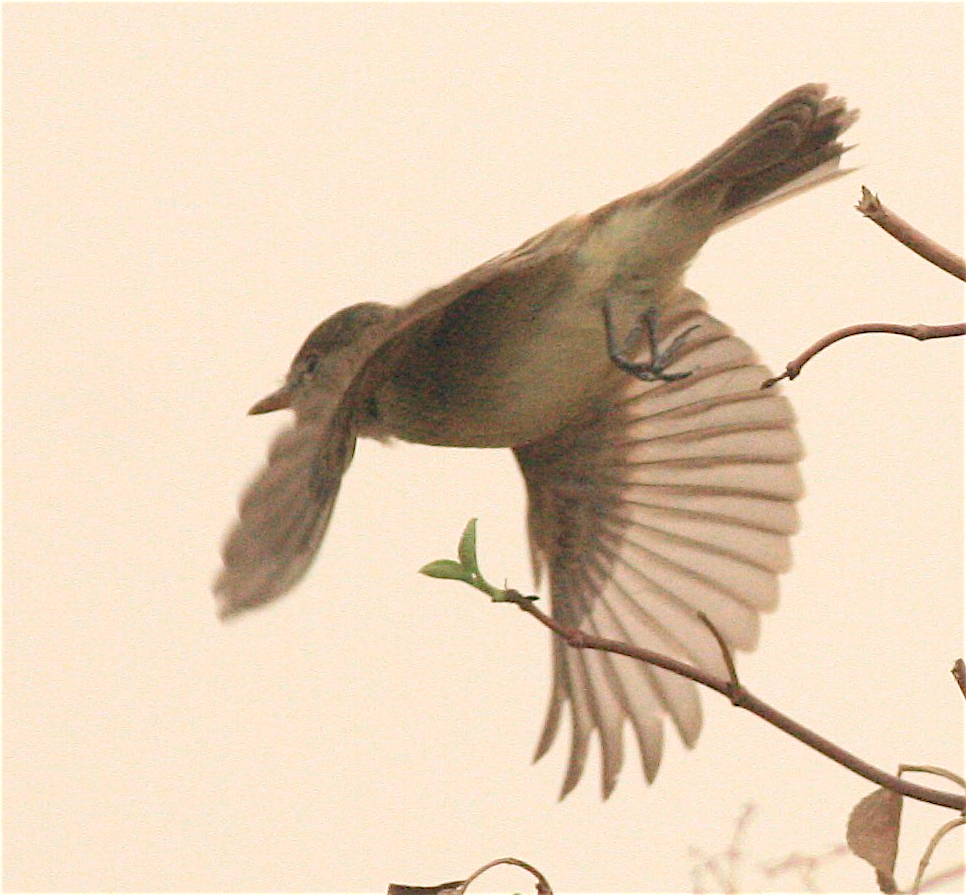 Willow Flycatcher - ML372177451