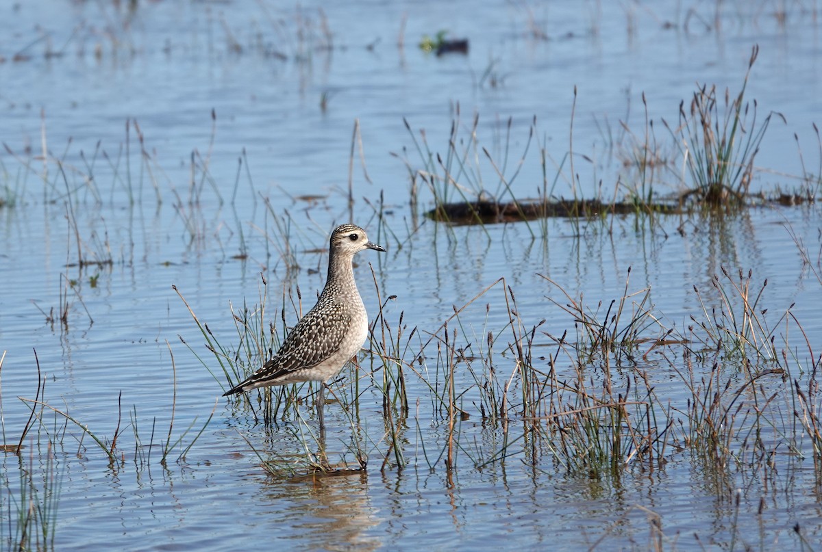 Black-bellied Plover - ML372177611