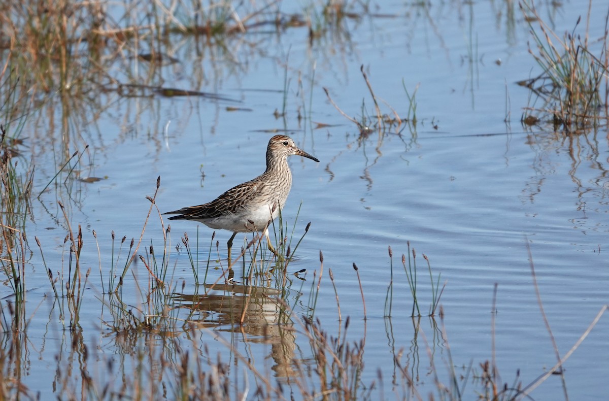 Pectoral Sandpiper - ML372177751