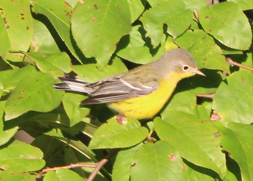 Magnolia Warbler - ML372178351