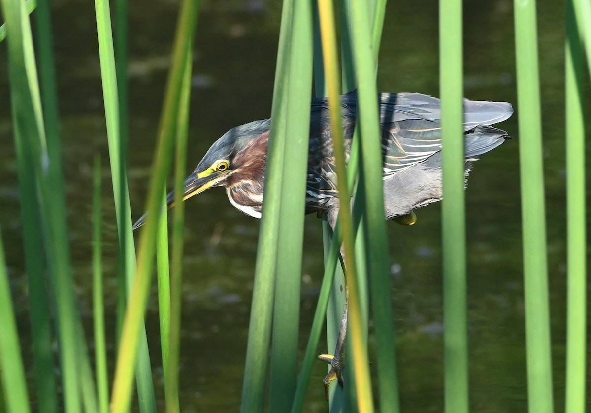 Green Heron - ML372179241