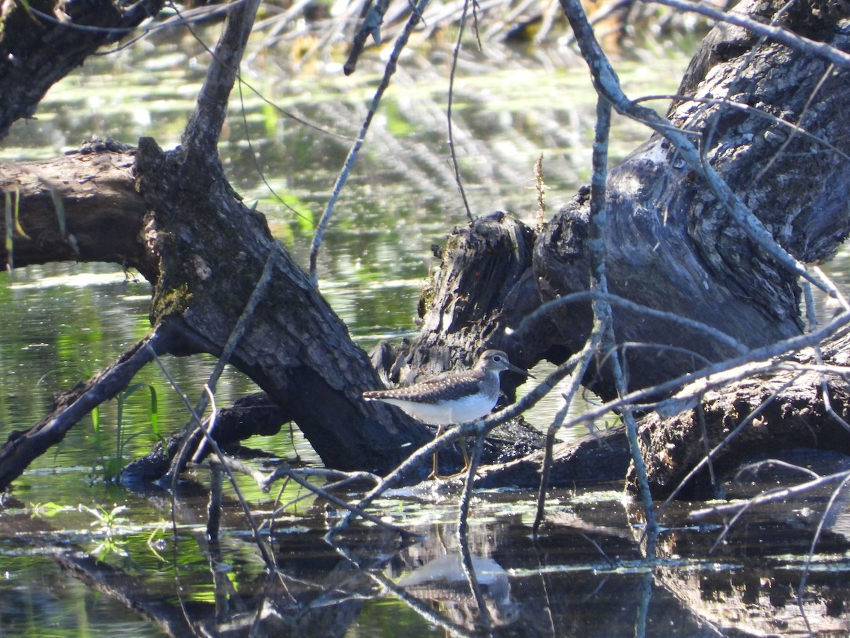 Solitary Sandpiper - ML372180151