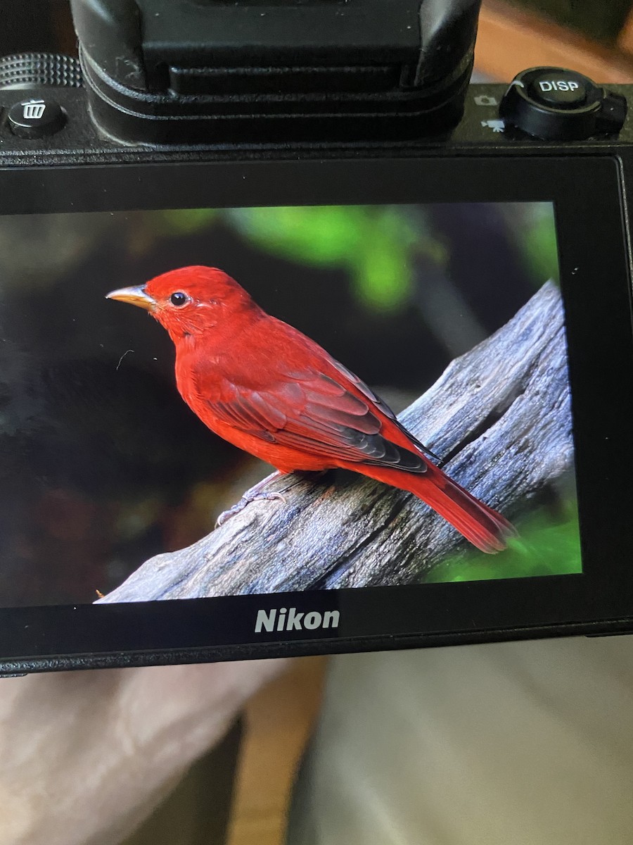 Summer Tanager - ML372181801