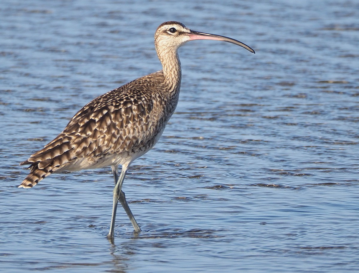 Whimbrel - ML372181821