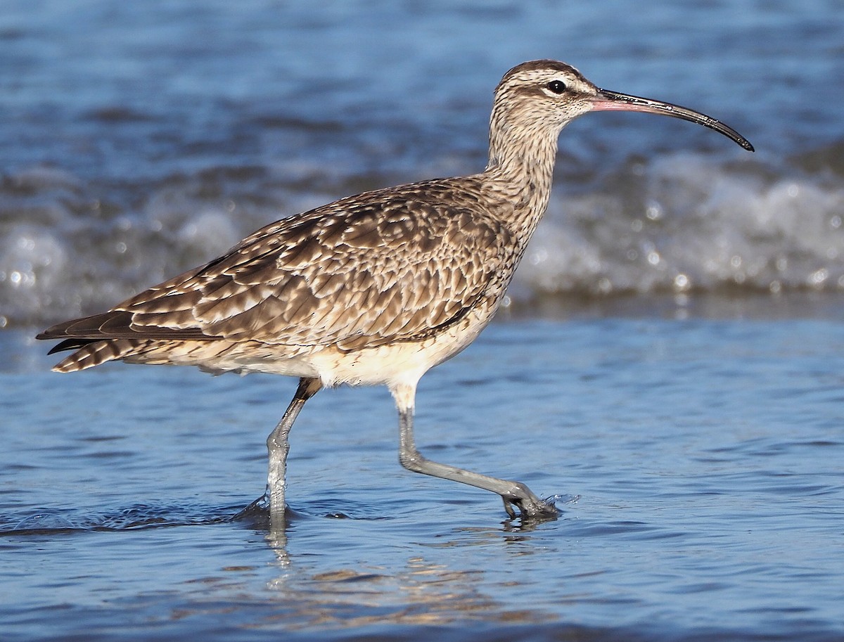 Regenbrachvogel - ML372181831