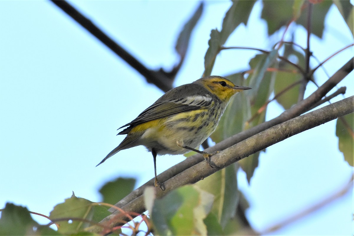 Cape May Warbler - ML372184911