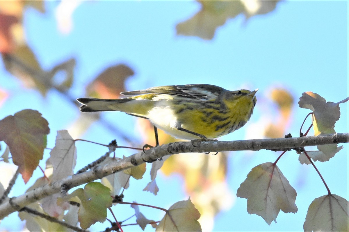 Cape May Warbler - ML372184921