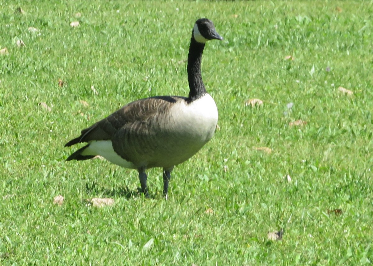 Канадская казарка - ML372185211