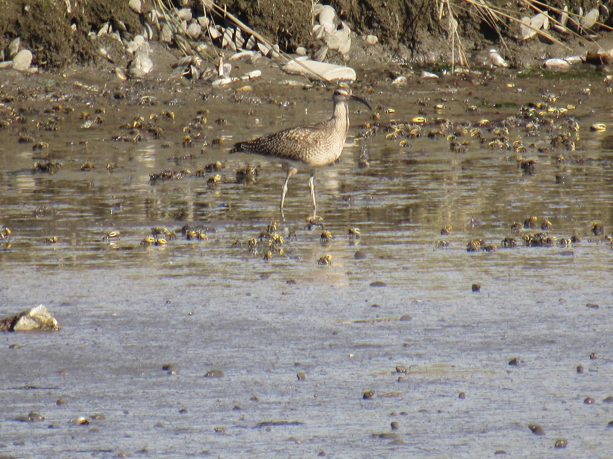 Whimbrel - ML372185261