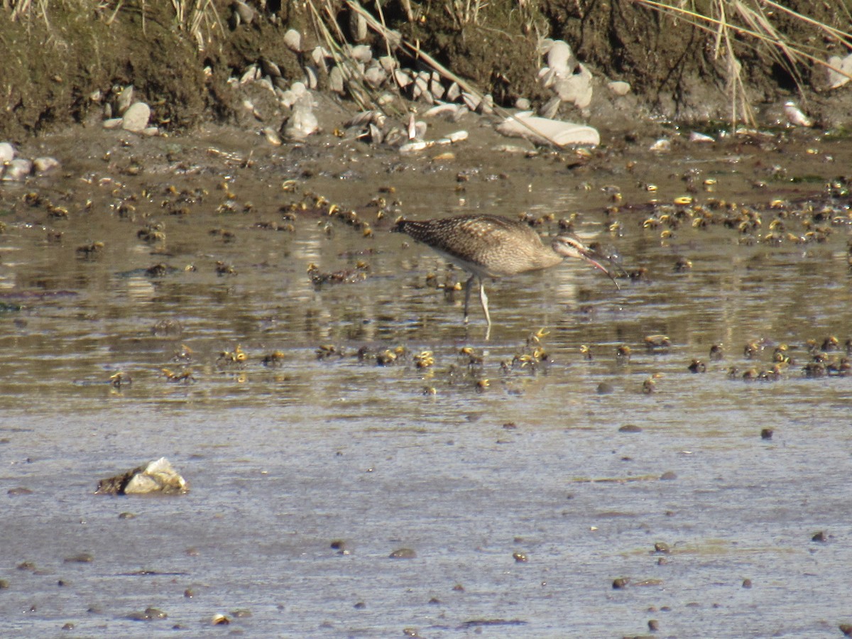 Whimbrel - ML372185271