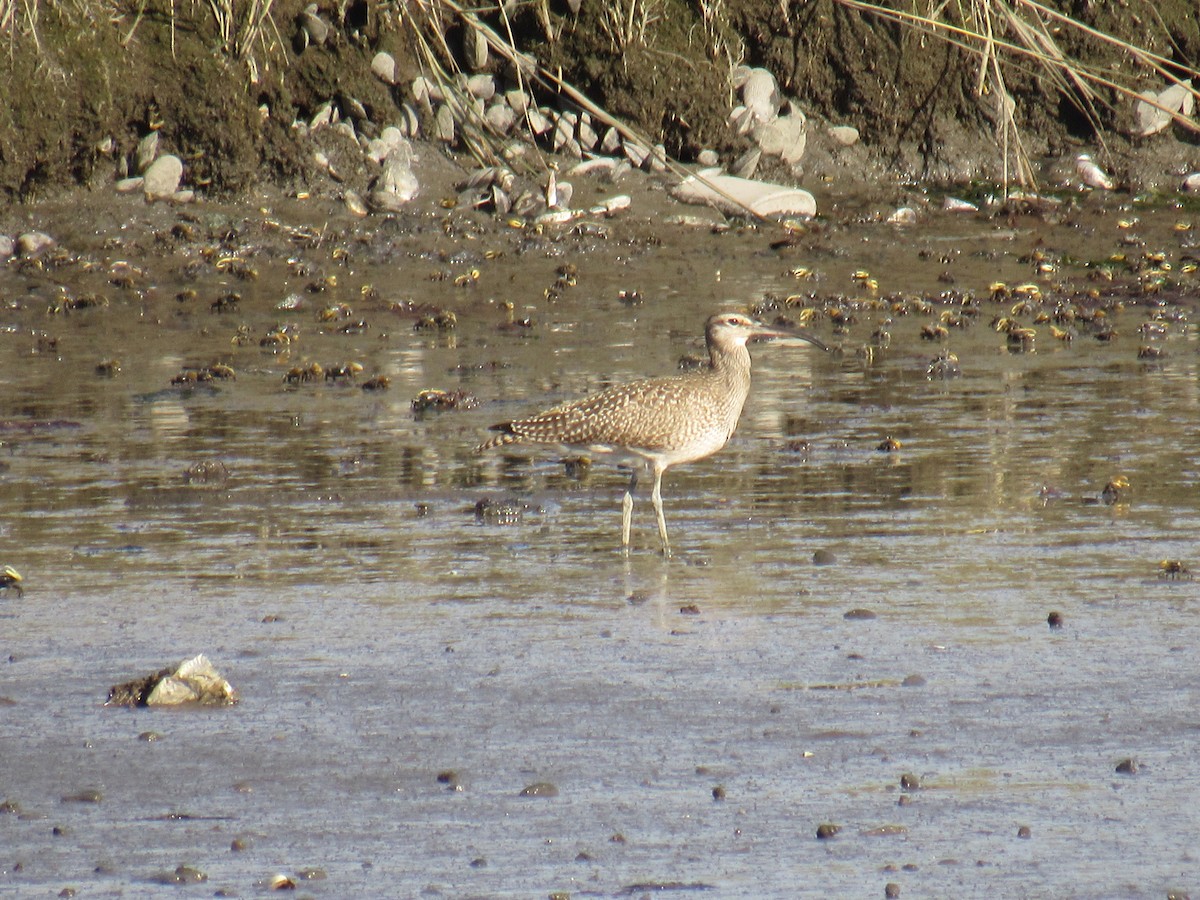 Whimbrel - ML372185281