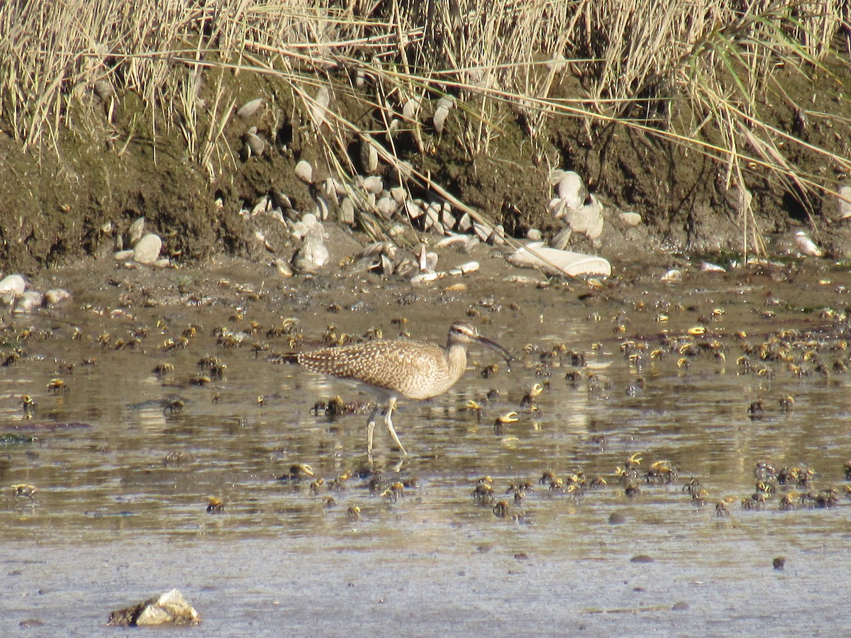 Whimbrel - ML372185291