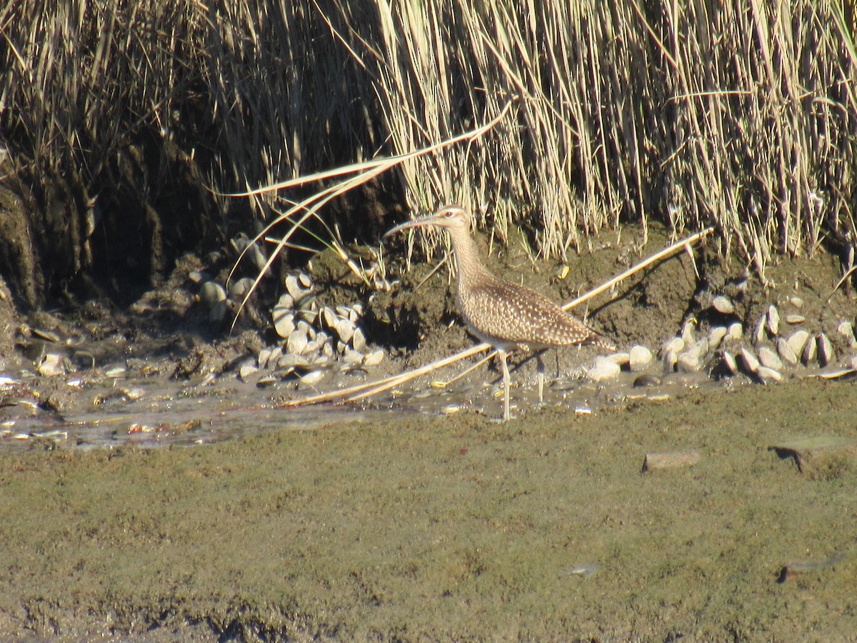 Whimbrel - ML372185321