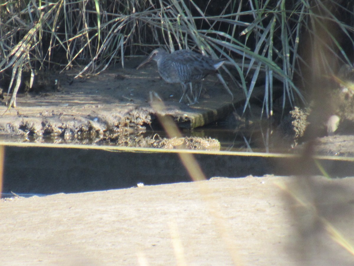 Clapper Rail - ML372185351