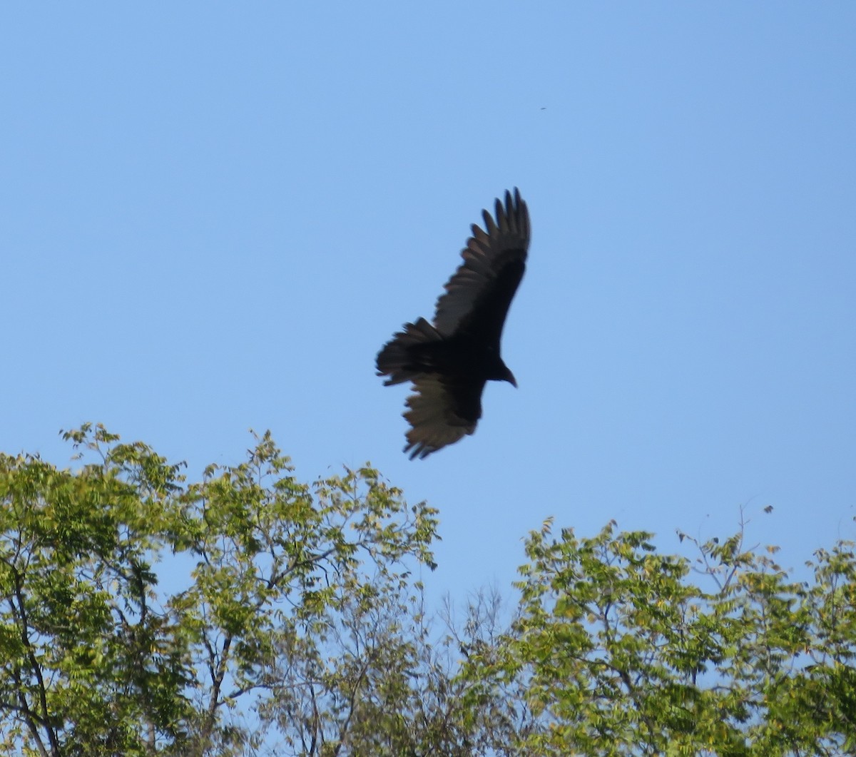 Катарта-индейка - ML372185371