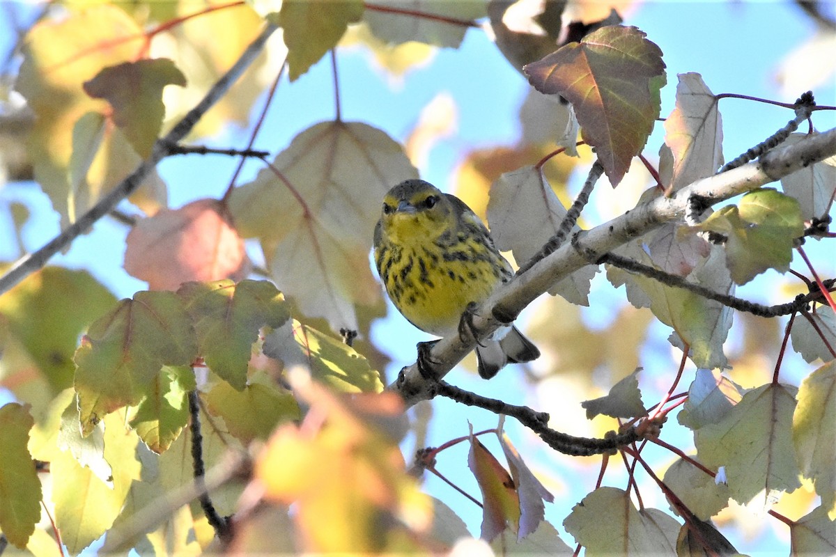 Cape May Warbler - ML372185501