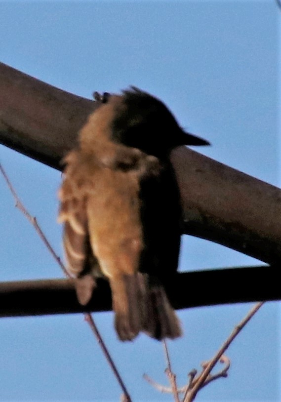 Willow Flycatcher - ML372185581