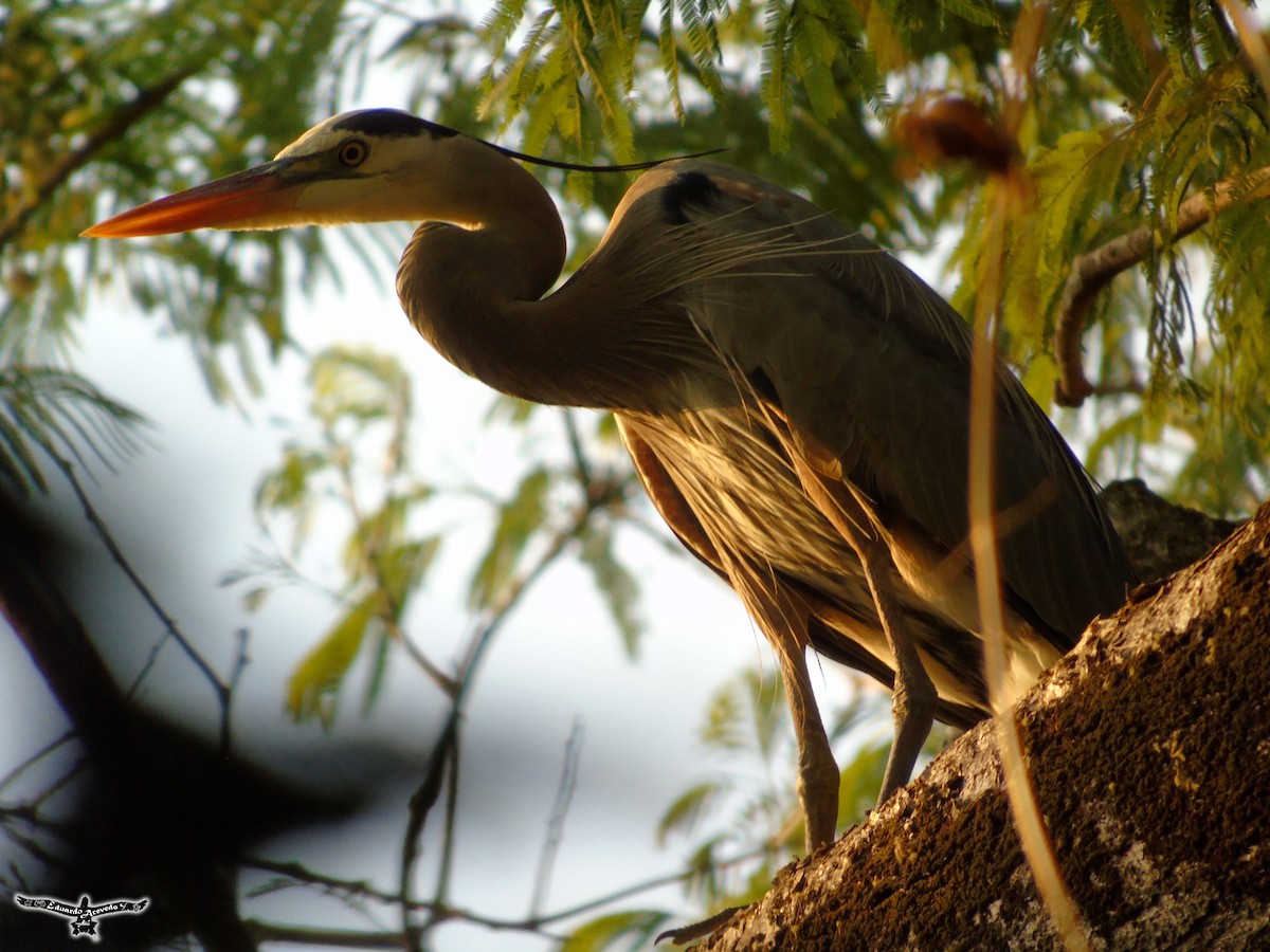 Great Blue Heron - ML37218571