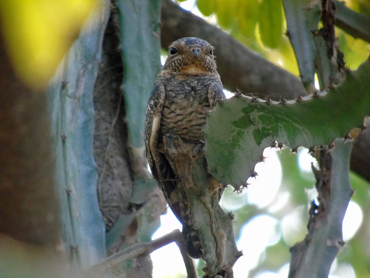 nighthawk sp. - Eduardo Acevedo