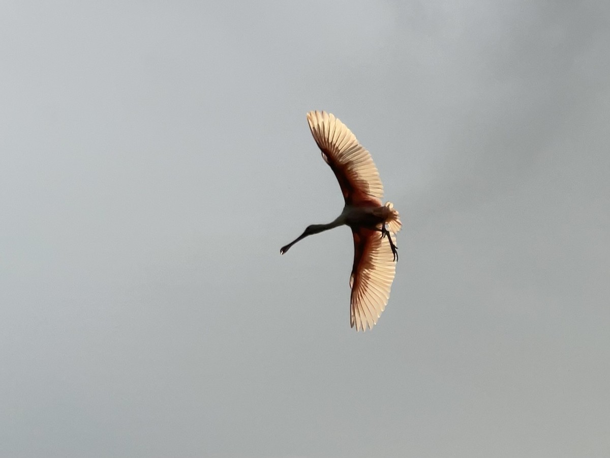 Roseate Spoonbill - ML372186971
