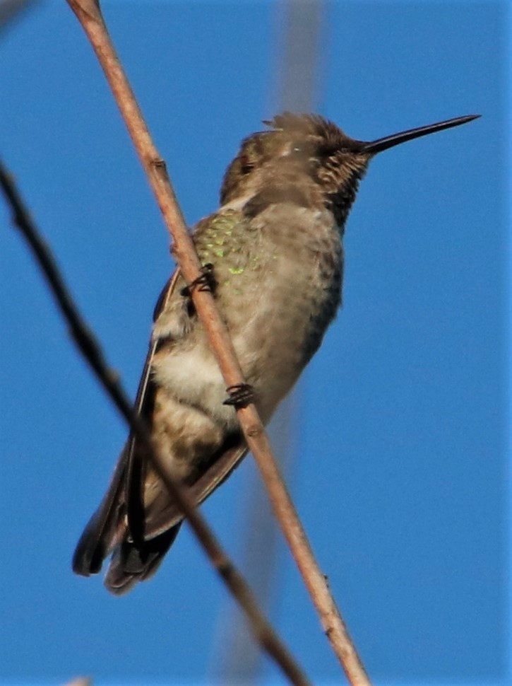 Anna's Hummingbird - ML372188461