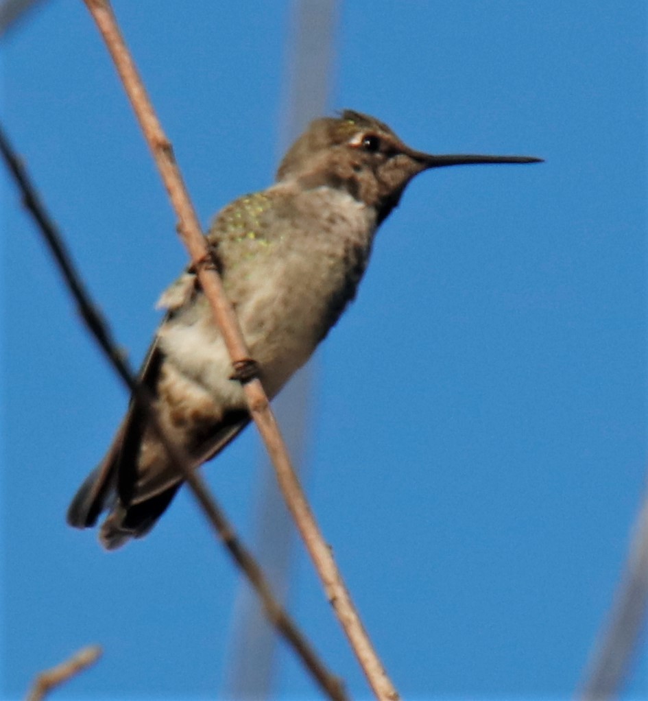 Anna's Hummingbird - ML372188471