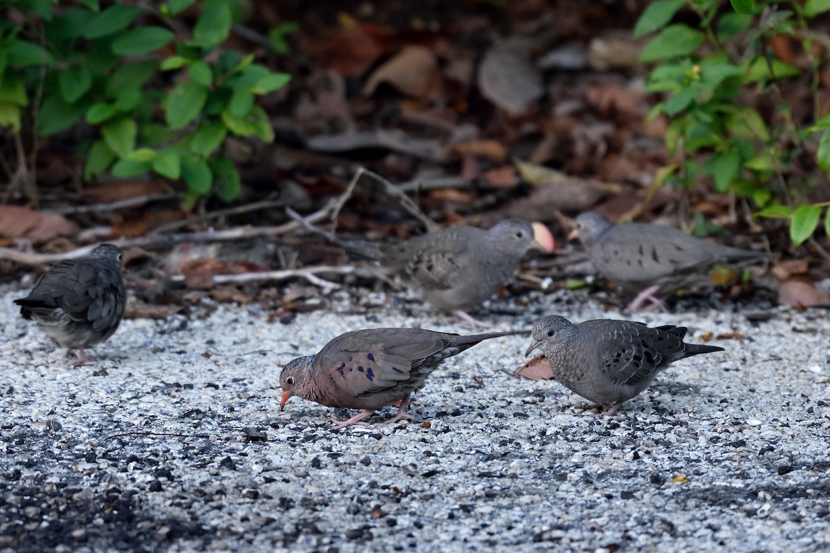 Common Ground Dove - ML372190831