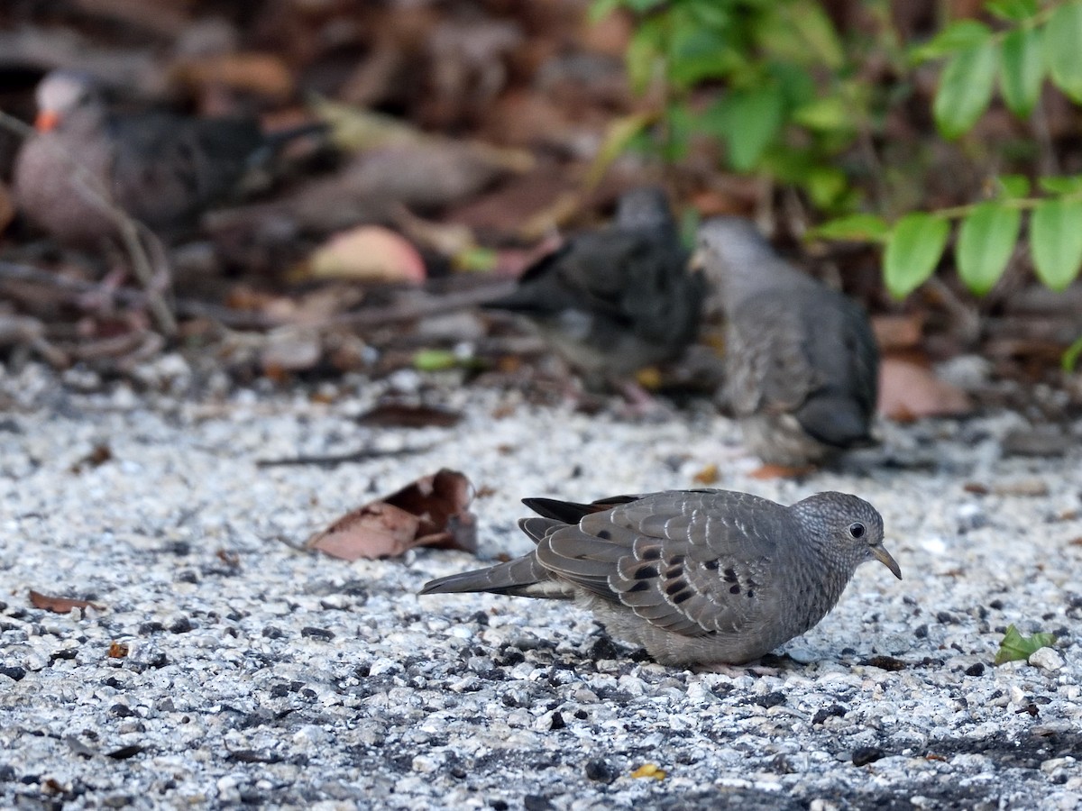 Common Ground Dove - ML372191941