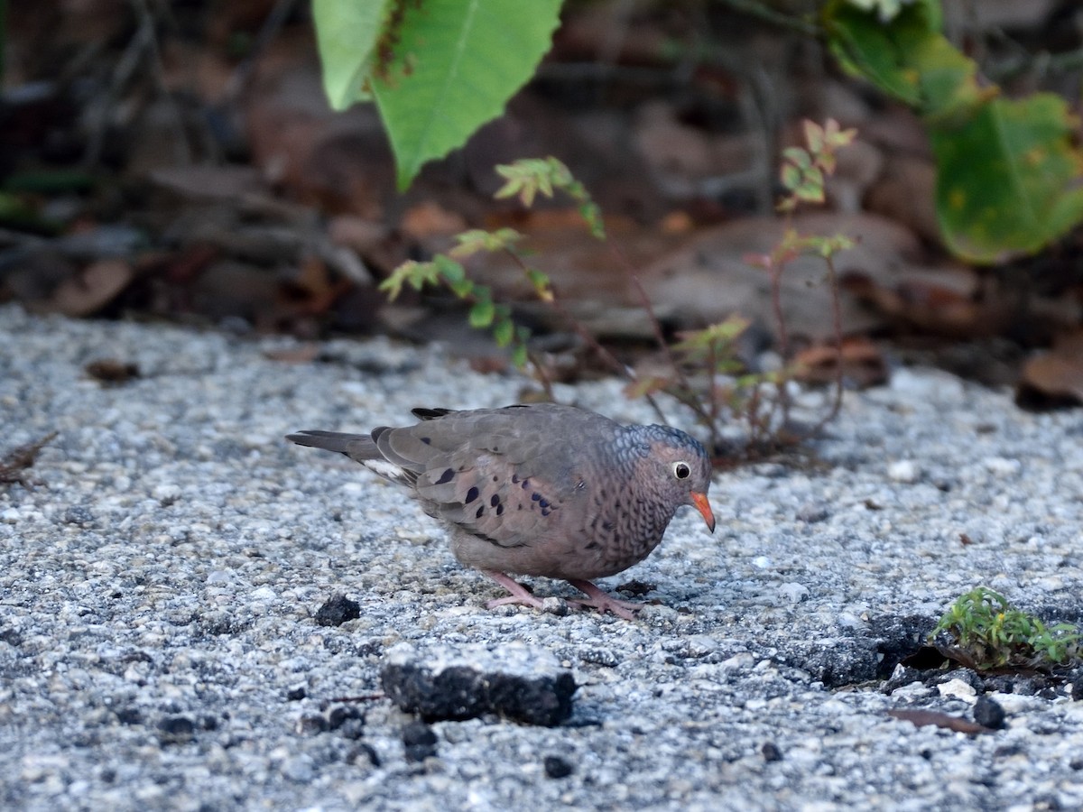 Common Ground Dove - ML372192081