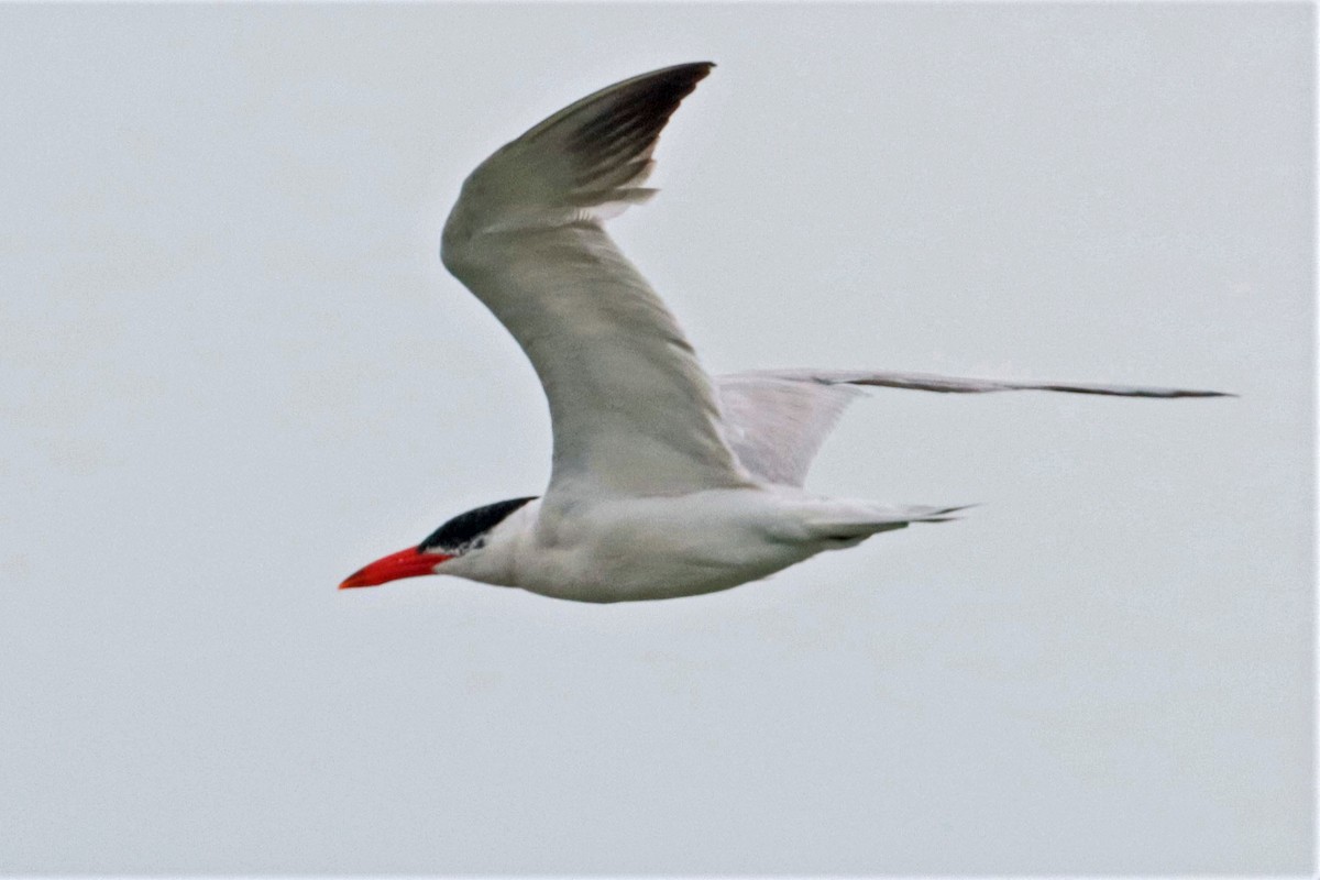 Caspian Tern - ML372196831