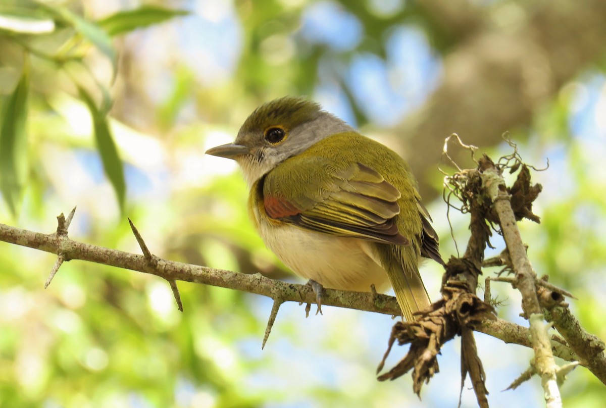 Green-backed Becard - ML372197431