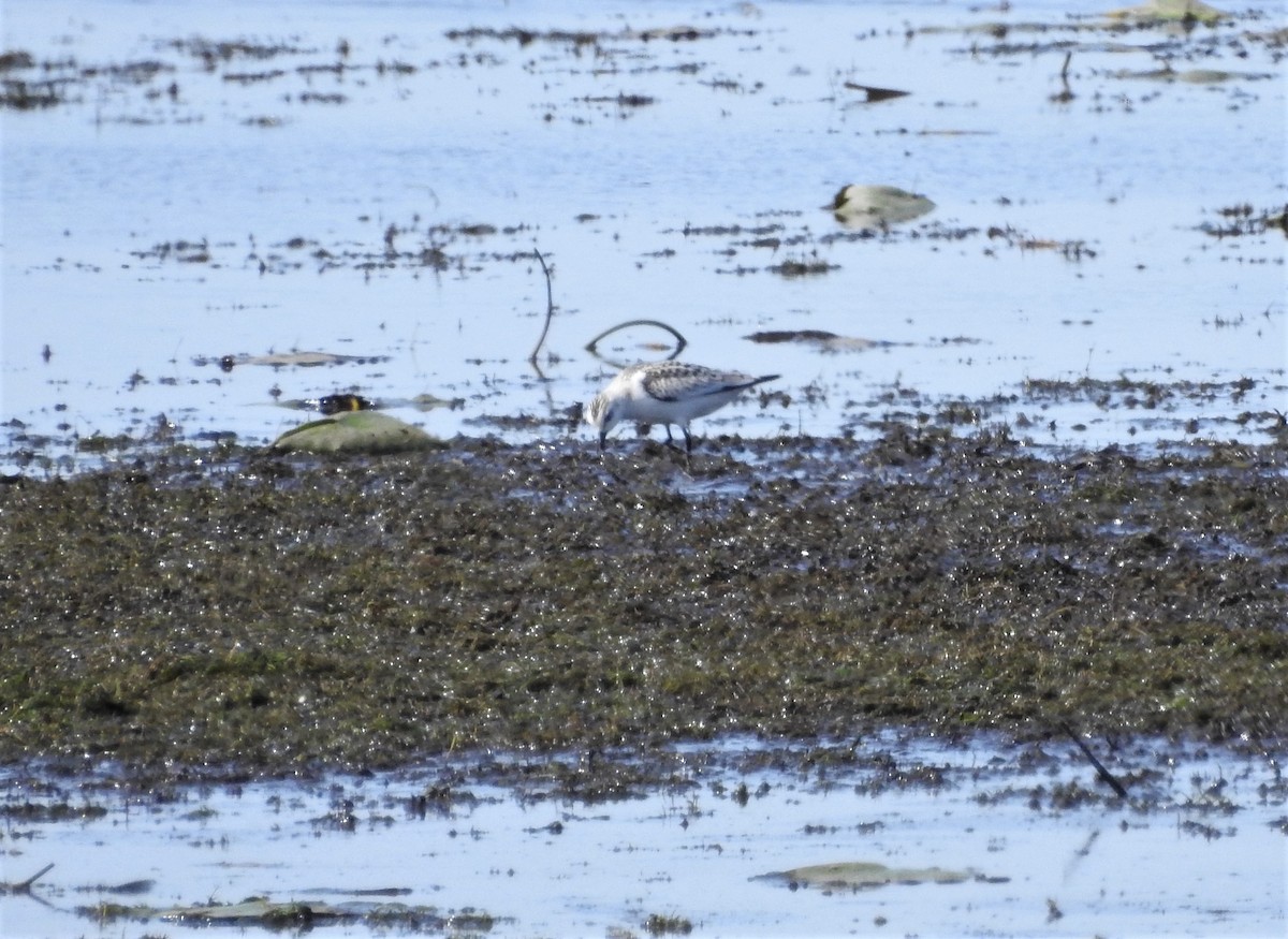 Sanderling - ML372197791