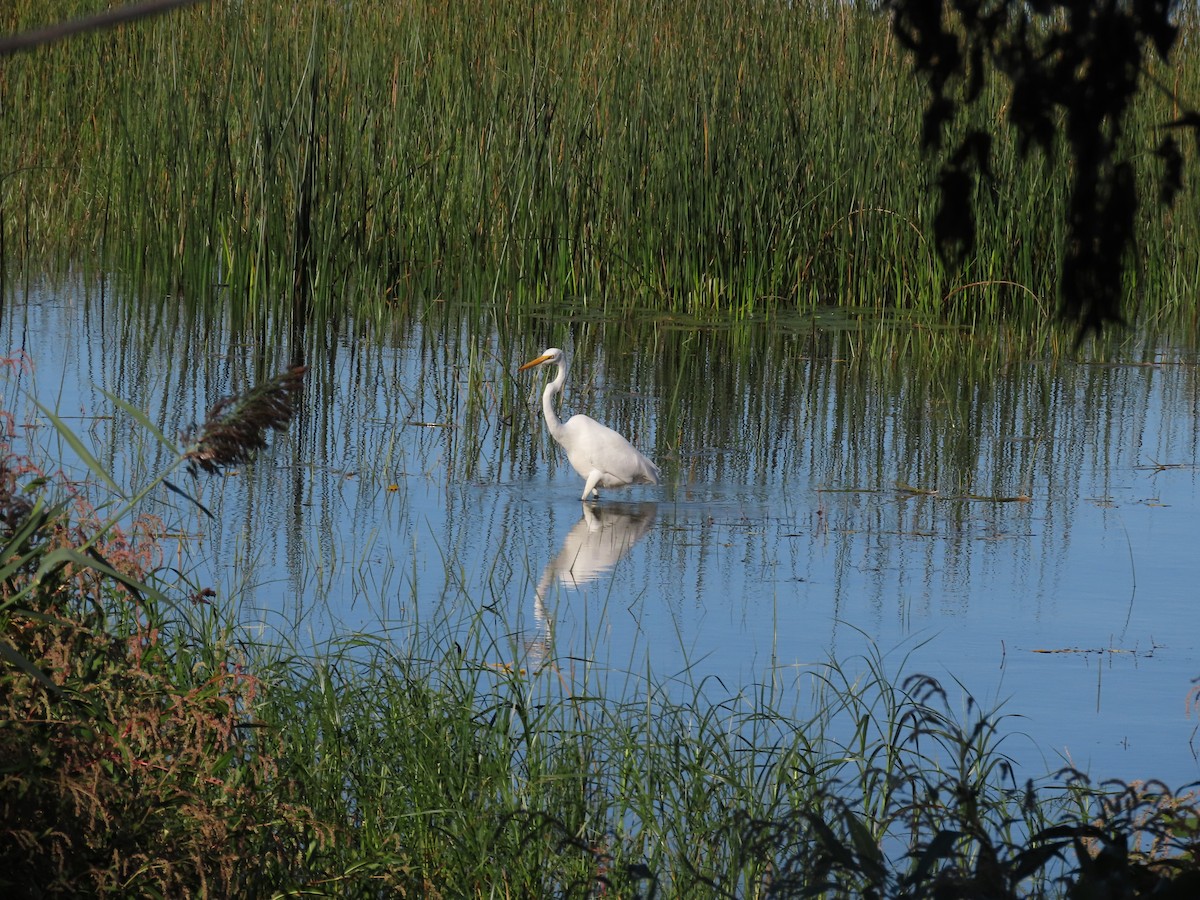 Great Egret - Michel J. Chalifoux