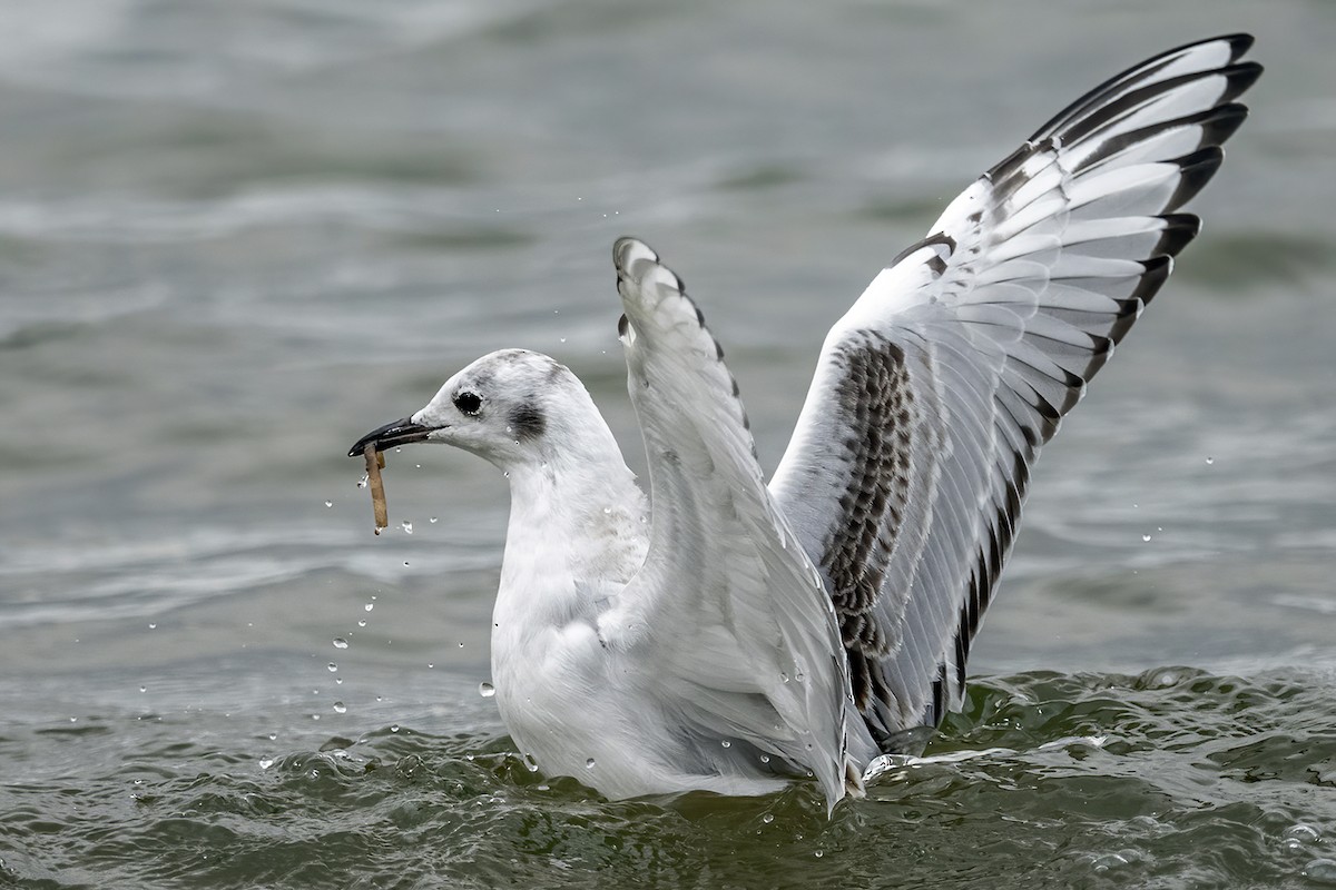 Bonaparte's Gull - Su Li
