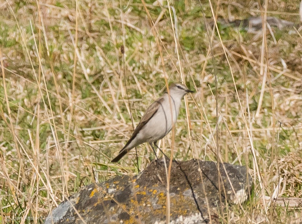 White-browed Ground-Tyrant - ML372201081