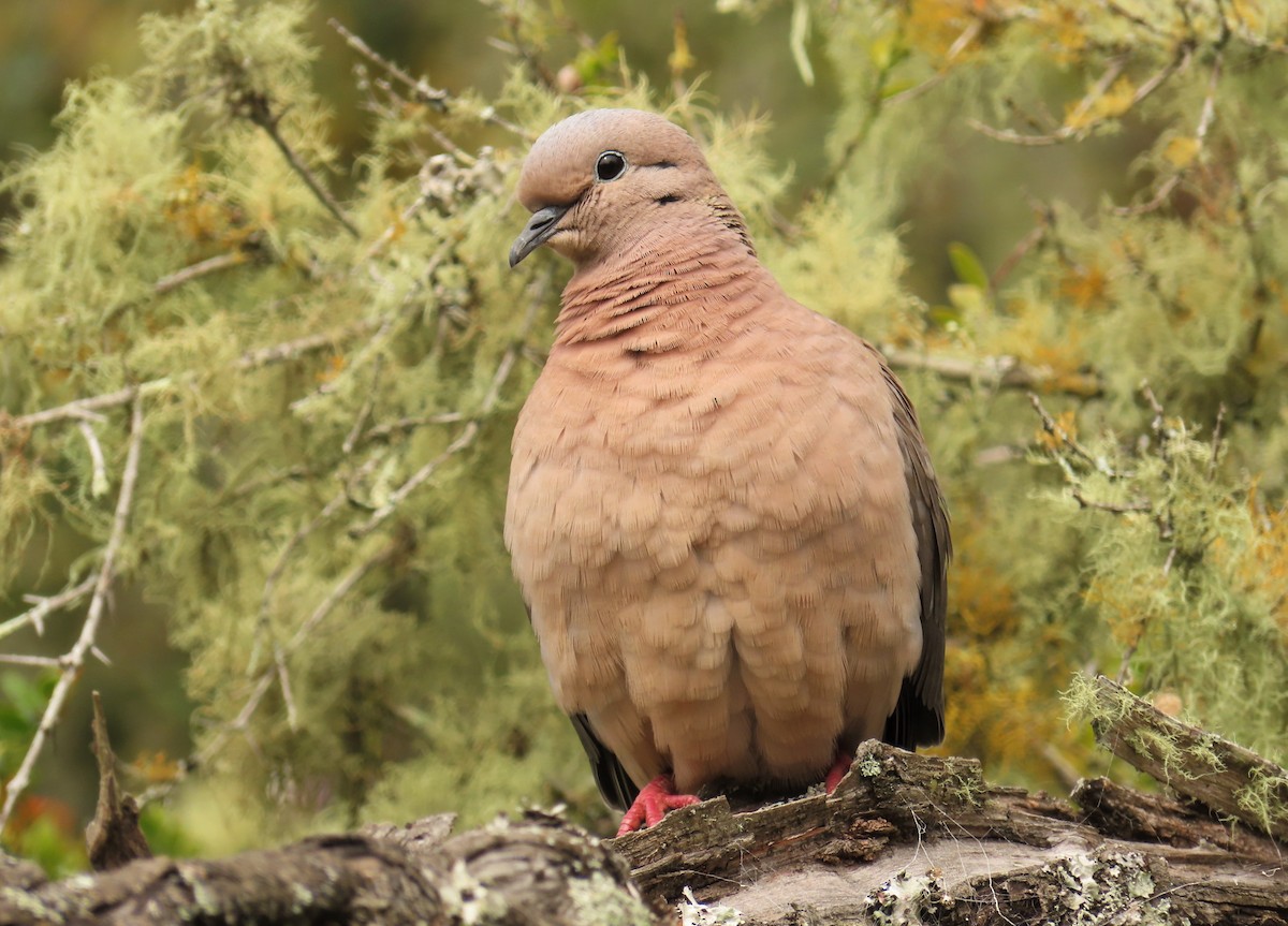 Eared Dove - ML372201291