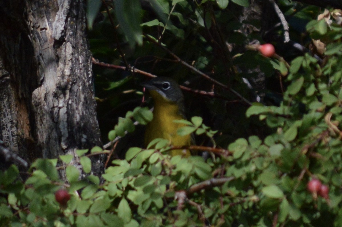 Yellow-breasted Chat - ML372201301