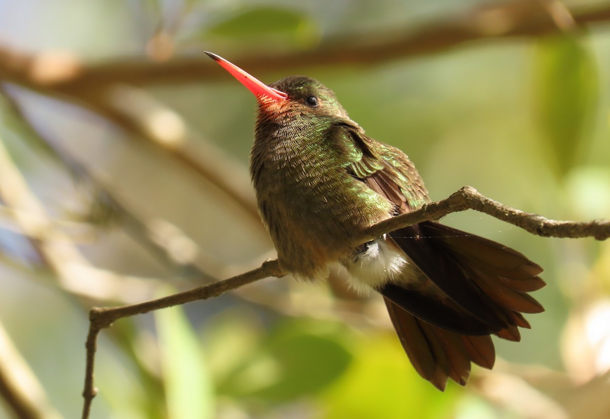 Gilded Hummingbird - ML372201361