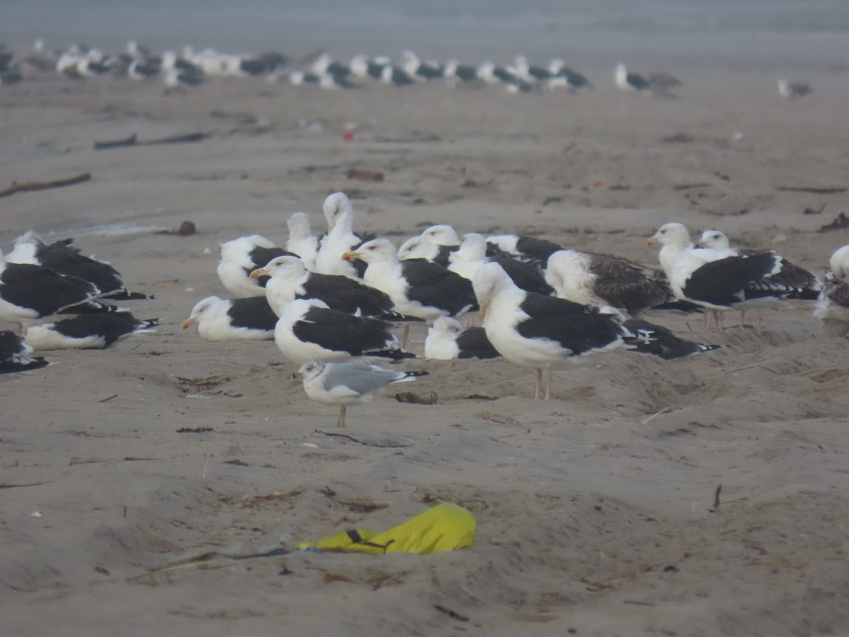 Great Black-backed Gull - Jennifer Kalb