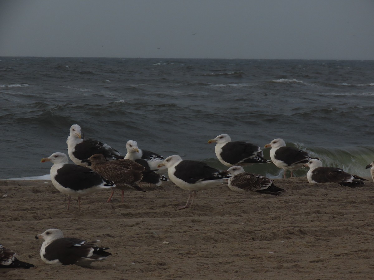 Great Black-backed Gull - Jennifer Kalb