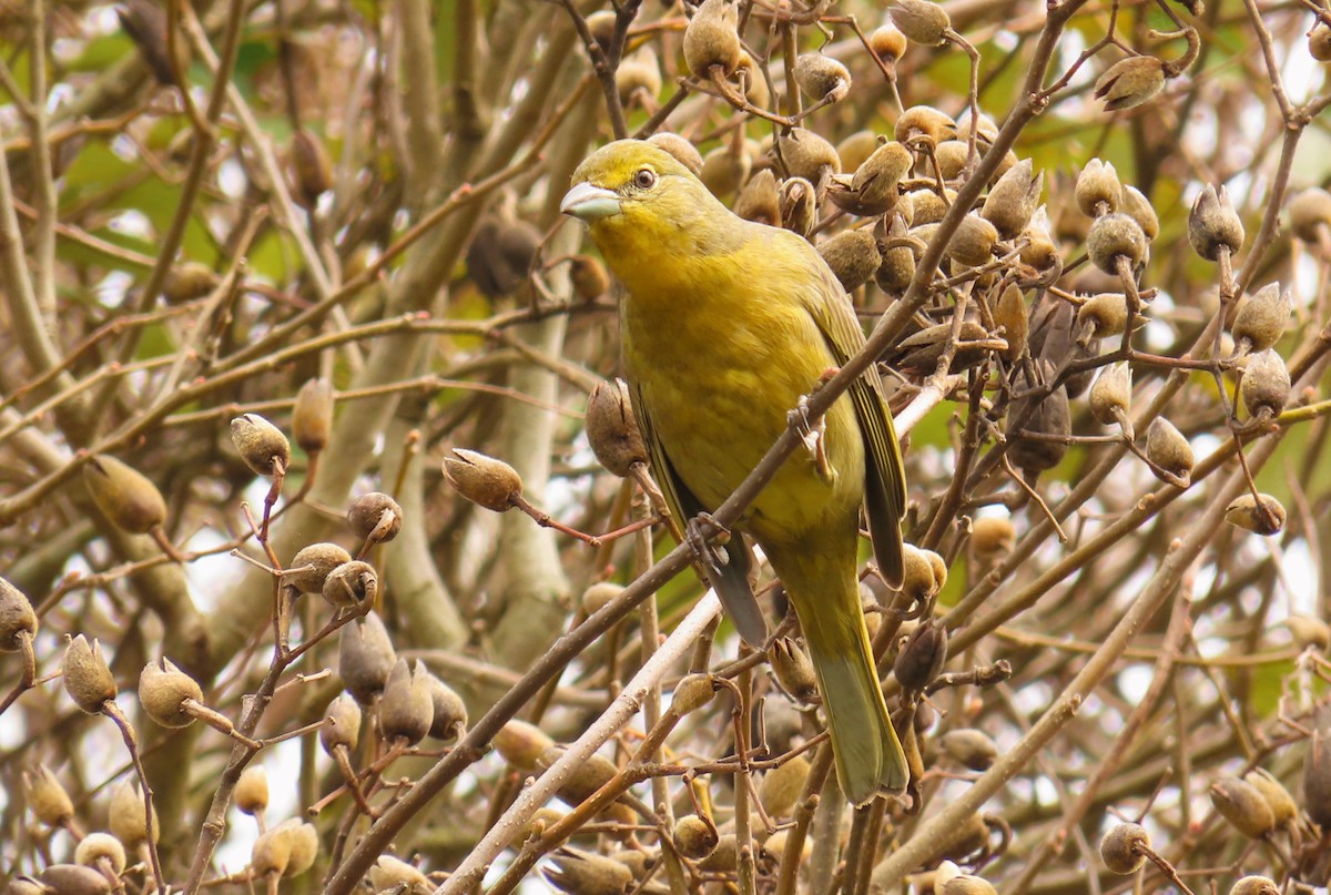 Hepatic Tanager - ML372201431