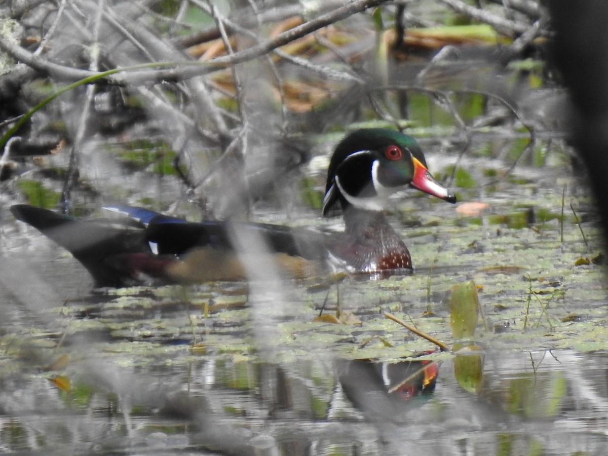 Wood Duck - ML372202051