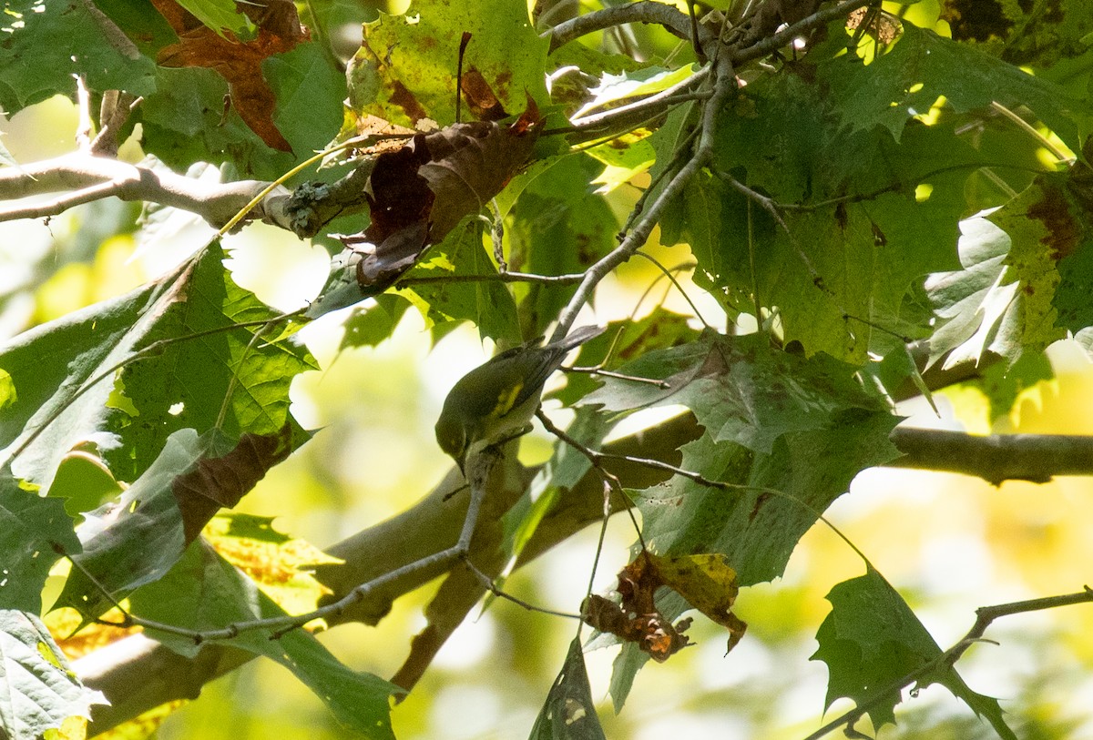 Golden-winged Warbler - ML372202301