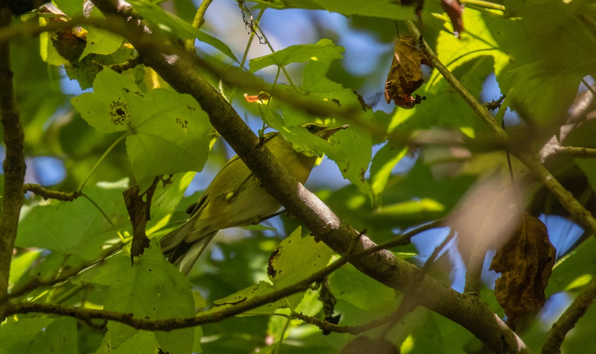 Golden-winged Warbler - ML372202311