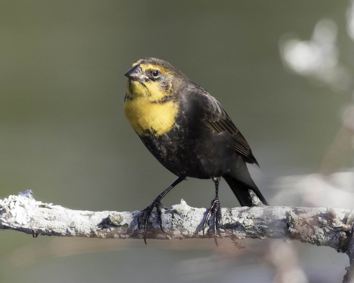 Yellow-headed Blackbird - Jeff Lewis