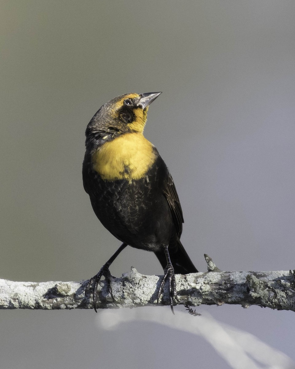 Yellow-headed Blackbird - ML372203101