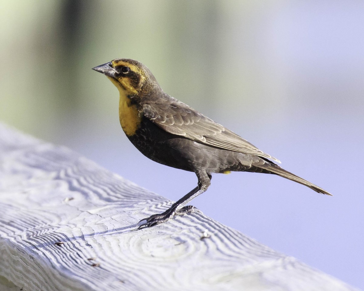 Yellow-headed Blackbird - ML372203151